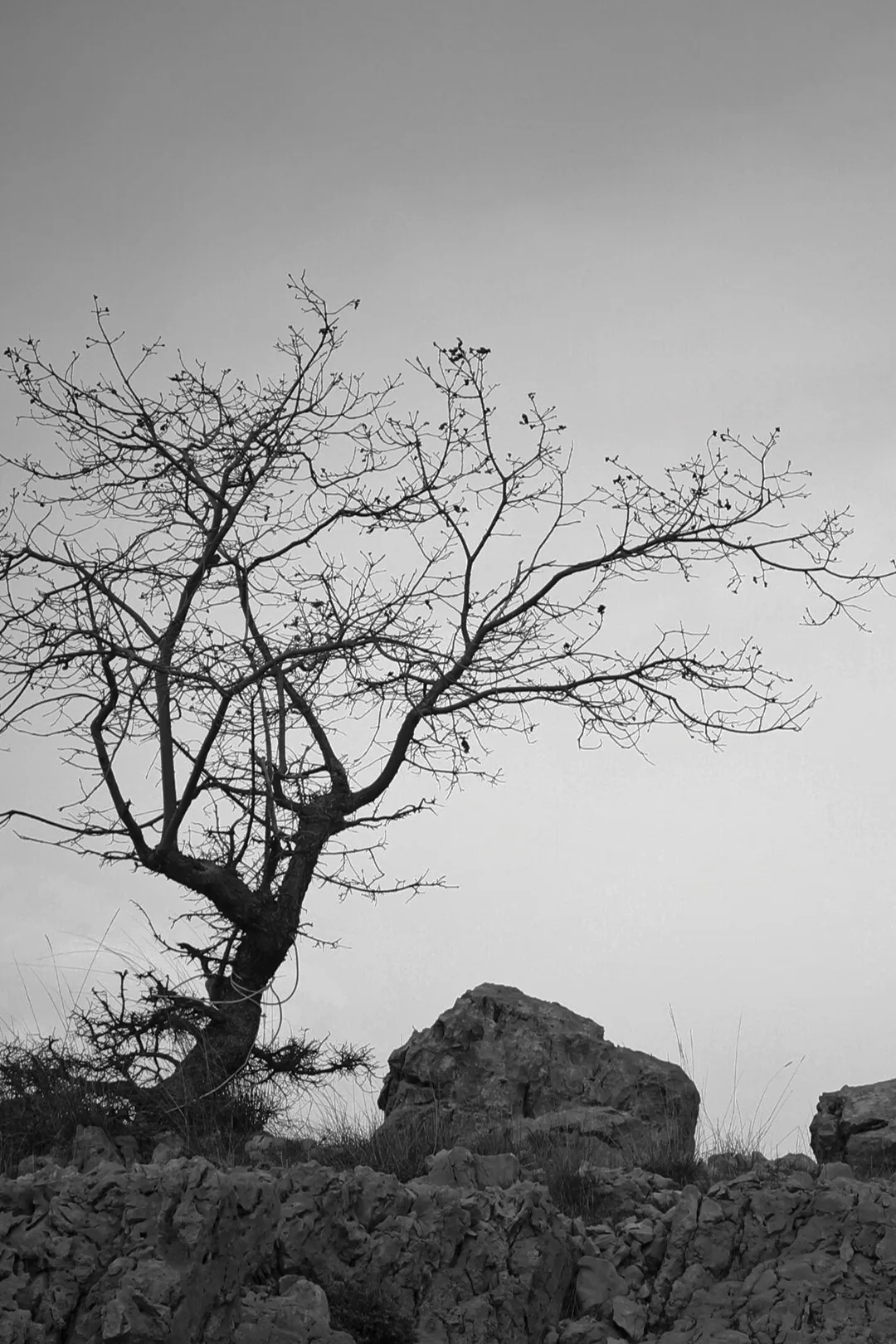 Landscapes — photograph 18 by Mario Haddad